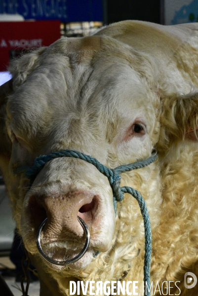 Les animaux au Salon de l Agriculture de Paris. Agricultural show in Paris.