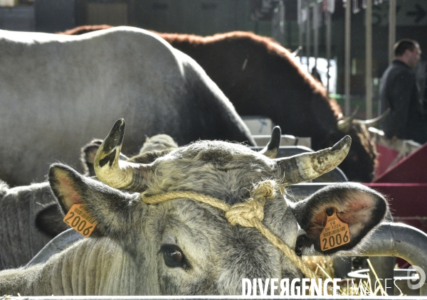 Les animaux au Salon de l Agriculture de Paris. Agricultural show in Paris.