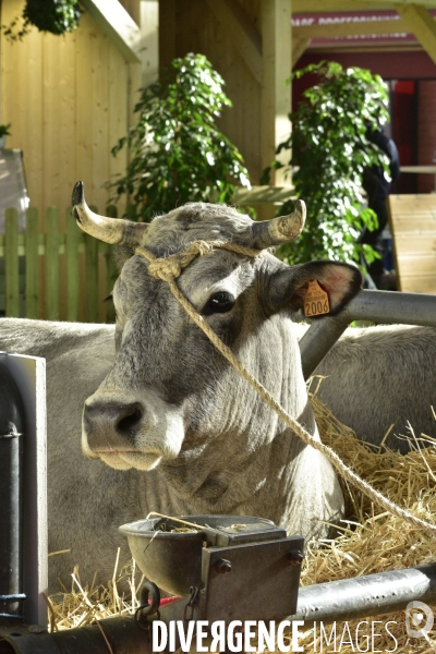 Les animaux au Salon de l Agriculture de Paris. Agricultural show in Paris.