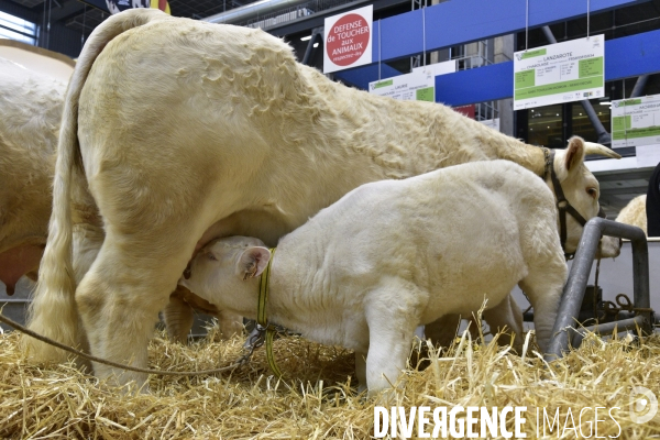 Les animaux au Salon de l Agriculture de Paris. Agricultural show in Paris.