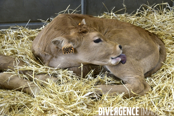 Les animaux au Salon de l Agriculture de Paris. Agricultural show in Paris.