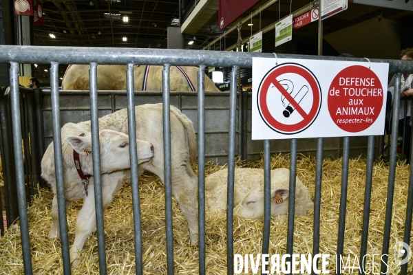 Les animaux au Salon de l Agriculture de Paris. Agricultural show in Paris.