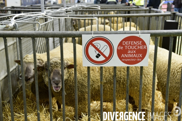 Les animaux au Salon de l Agriculture de Paris. Agricultural show in Paris.