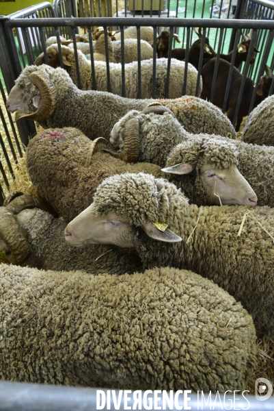 Les animaux au Salon de l Agriculture de Paris. Agricultural show in Paris.
