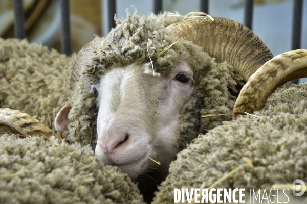 Les animaux au Salon de l Agriculture de Paris. Agricultural show in Paris.