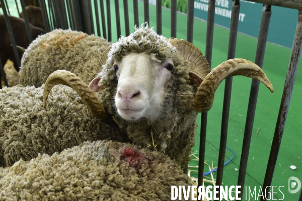 Les animaux au Salon de l Agriculture de Paris. Agricultural show in Paris.