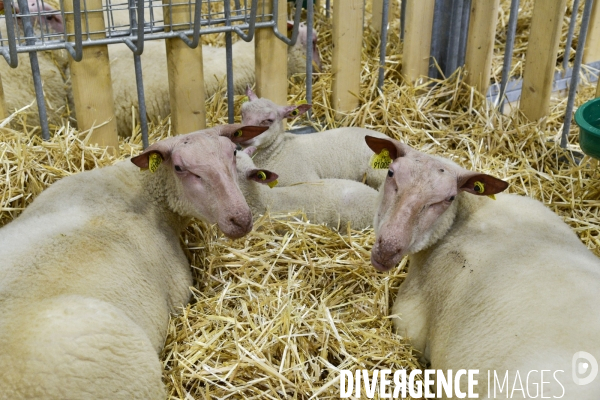 Les animaux au Salon de l Agriculture de Paris. Agricultural show in Paris.