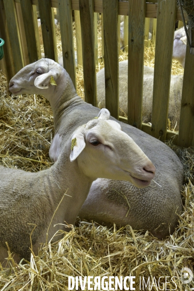 Les animaux au Salon de l Agriculture de Paris. Agricultural show in Paris.