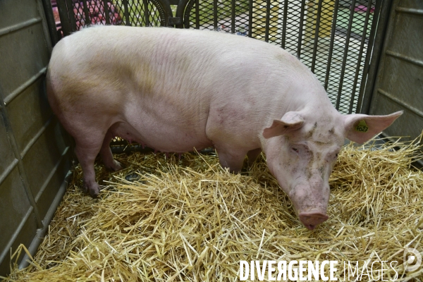 Les animaux au Salon de l Agriculture de Paris. Agricultural show in Paris.