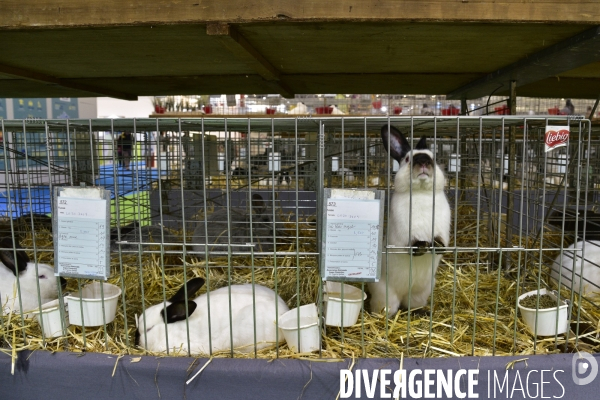 Les animaux au Salon de l Agriculture de Paris. Agricultural show in Paris.