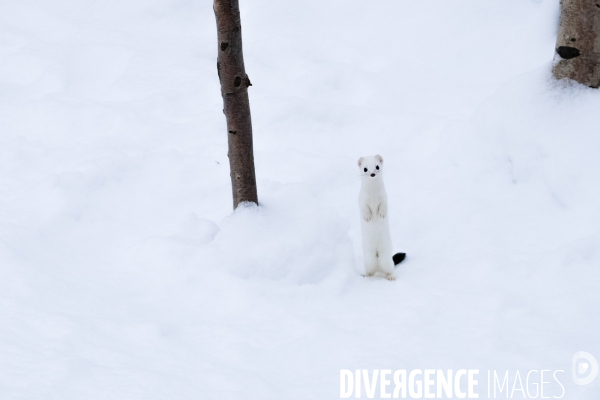 Un hiver sur l île d Hokkaido