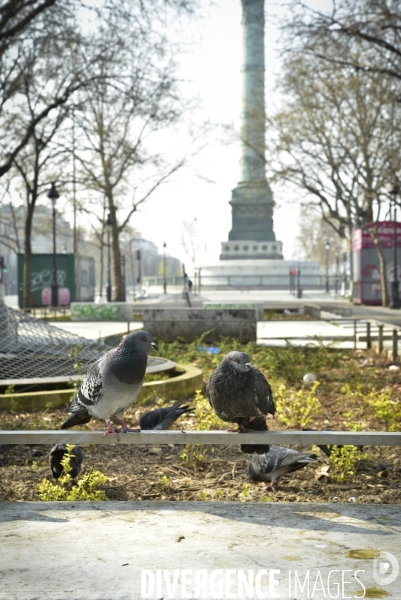 Confinement Covid-19. Paris desertique, quartier Bastille. The Covid-19 Coronavirus pandemic.