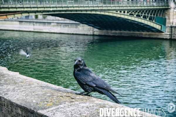 Le retour du corbeau