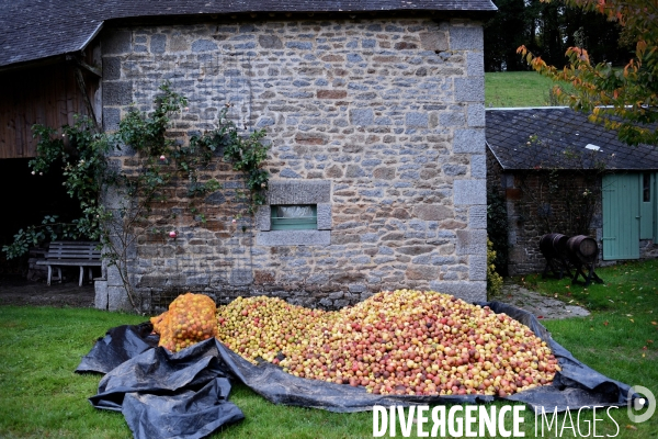 Tas de pomme