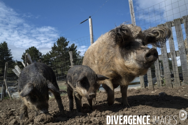 Petite Chronique (porcine quoique confinée...)d en Haut 2020