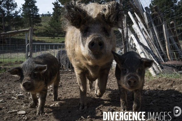 Petite Chronique (porcine quoique confinée...)d en Haut 2020