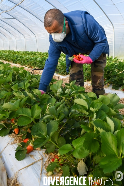 COVID19 - Cueillette des fraises sous confinement