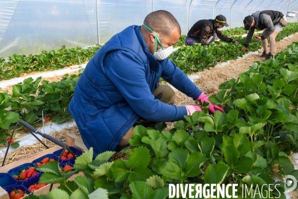 COVID19 - Cueillette des fraises sous confinement