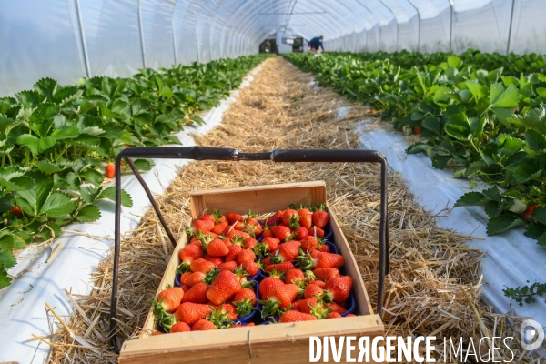 COVID19 - Cueillette des fraises sous confinement