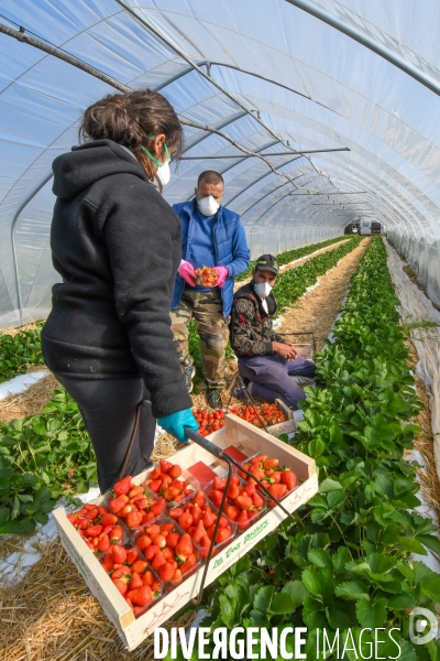 COVID19 - Cueillette des fraises sous confinement