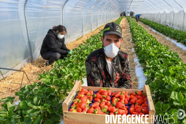 COVID19 - Cueillette des fraises sous confinement