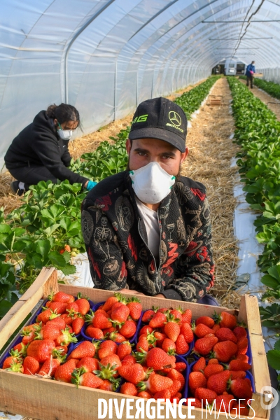 COVID19 - Cueillette des fraises sous confinement