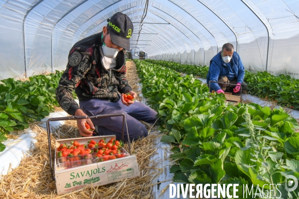 COVID19 - Cueillette des fraises sous confinement