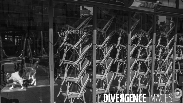 Un chat confine dans un bar de montparnasse
