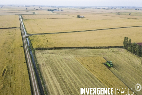 Récoltes rizières et Production chez   Riso Gallo  dans la plaine du Pô Italie