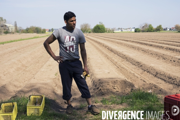 Pénurie de travailleurs saisonniers dans les champs d asperges en Allemagne pendant la pandémie.