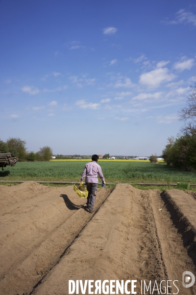 Pénurie de travailleurs saisonniers dans les champs d asperges en Allemagne pendant la pandémie.