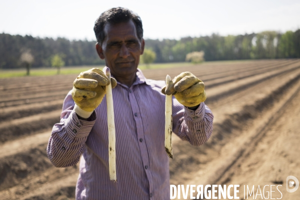 Pénurie de travailleurs saisonniers dans les champs d asperges en Allemagne pendant la pandémie.