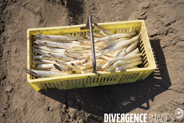 Pénurie de travailleurs saisonniers dans les champs d asperges en Allemagne pendant la pandémie.