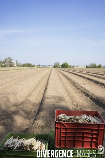 Pénurie de travailleurs saisonniers dans les champs d asperges en Allemagne pendant la pandémie.