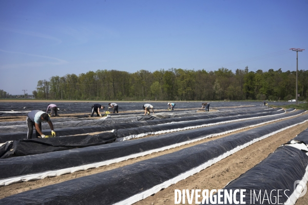 Pénurie de travailleurs saisonniers dans les champs d asperges en Allemagne pendant la pandémie.