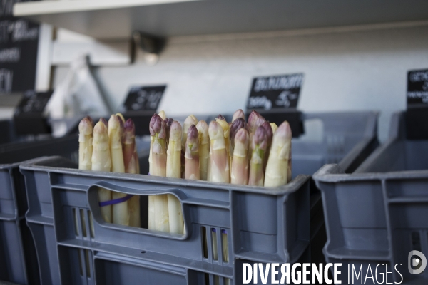 Pénurie de travailleurs saisonniers dans les champs d asperges en Allemagne pendant la pandémie.