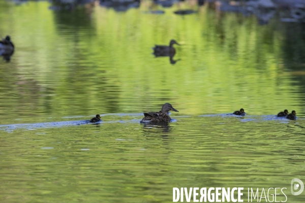 La nature au temps du COVID