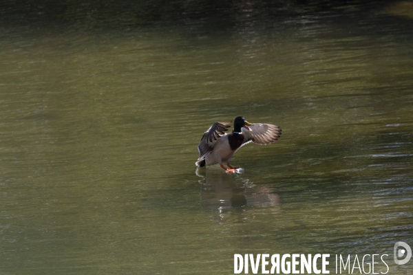 La nature au temps du COVID