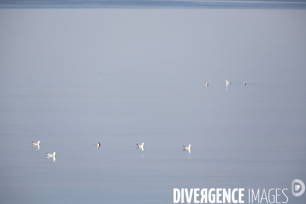 La nature au temps du COVID