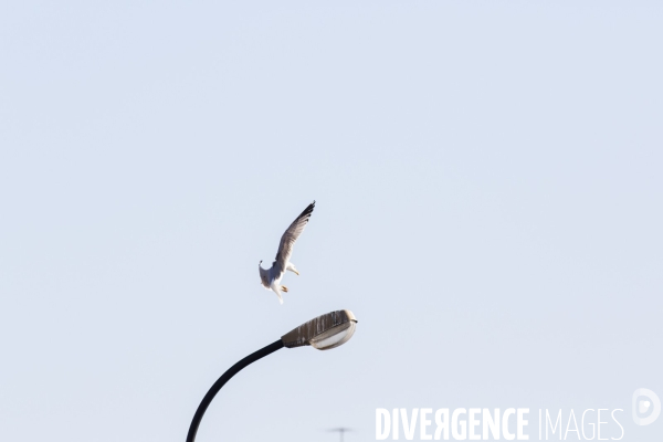 La nature au temps du COVID