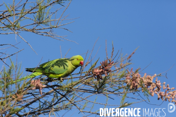 La nature au temps du COVID