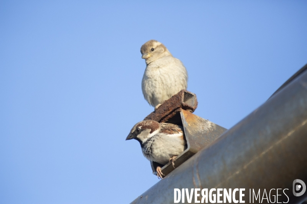 La nature au temps du COVID