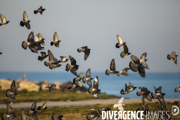 La nature au temps du COVID