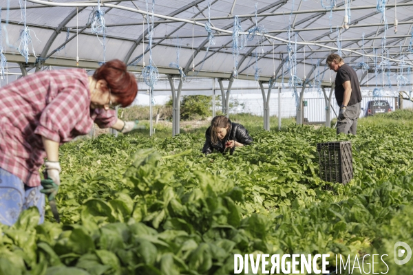 AMAP bio en banlieue Parisienne