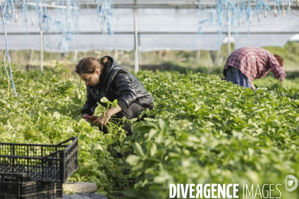 AMAP bio en banlieue Parisienne