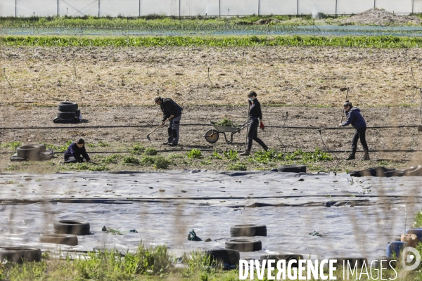 AMAP bio en banlieue Parisienne