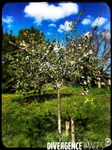 Cerisier en fleur