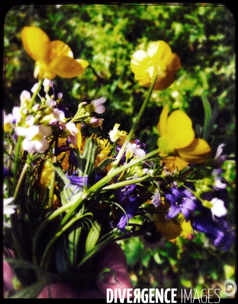 Bouquet de Fleurs naturelles