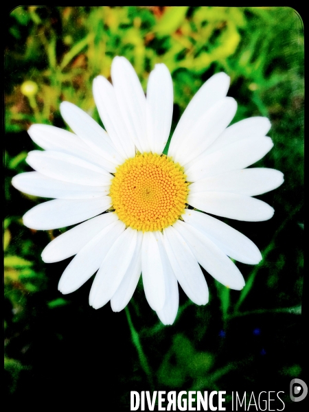 Marguerite