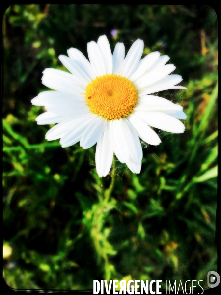 Marguerite